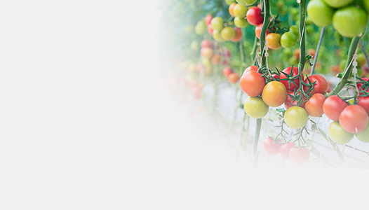 Seminte profesionale