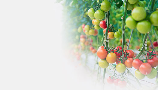 Seminte profesionale